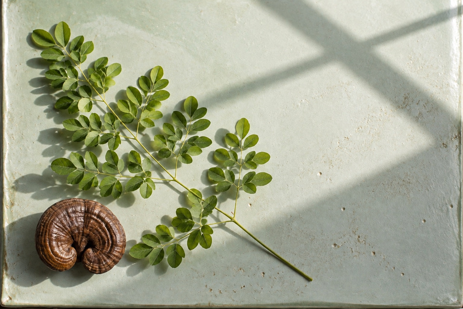 Conceptual moringa leaf and reishi still life on a celadon surface